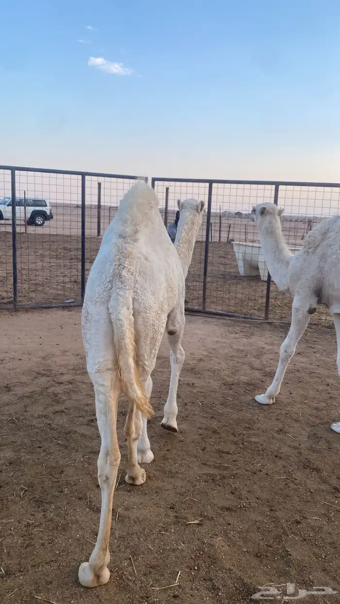 حواره بكرة 1