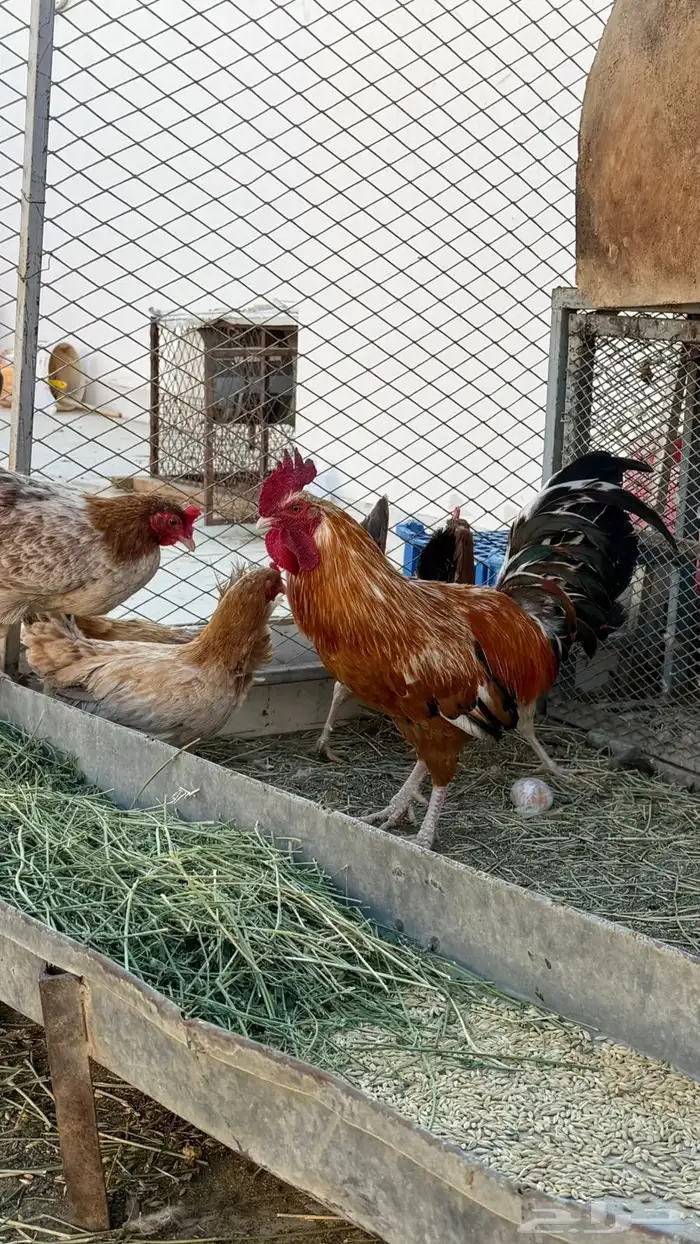 دجاج بلدي للبيع 4