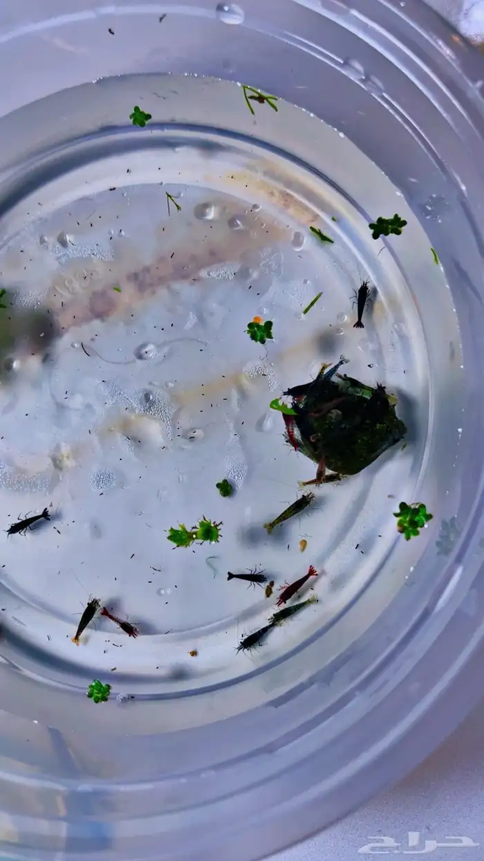 شريمب نهري لاحواض السمك 3