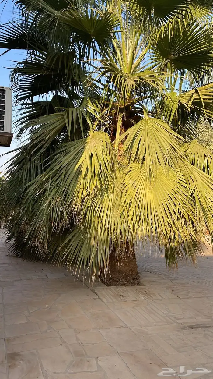 5 نخيل واشنطني الطول من 1.5 الى 3 متر 1