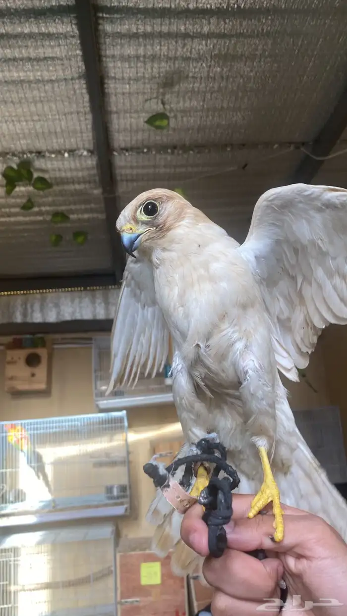 طير باشك ذهبي للبيع 1