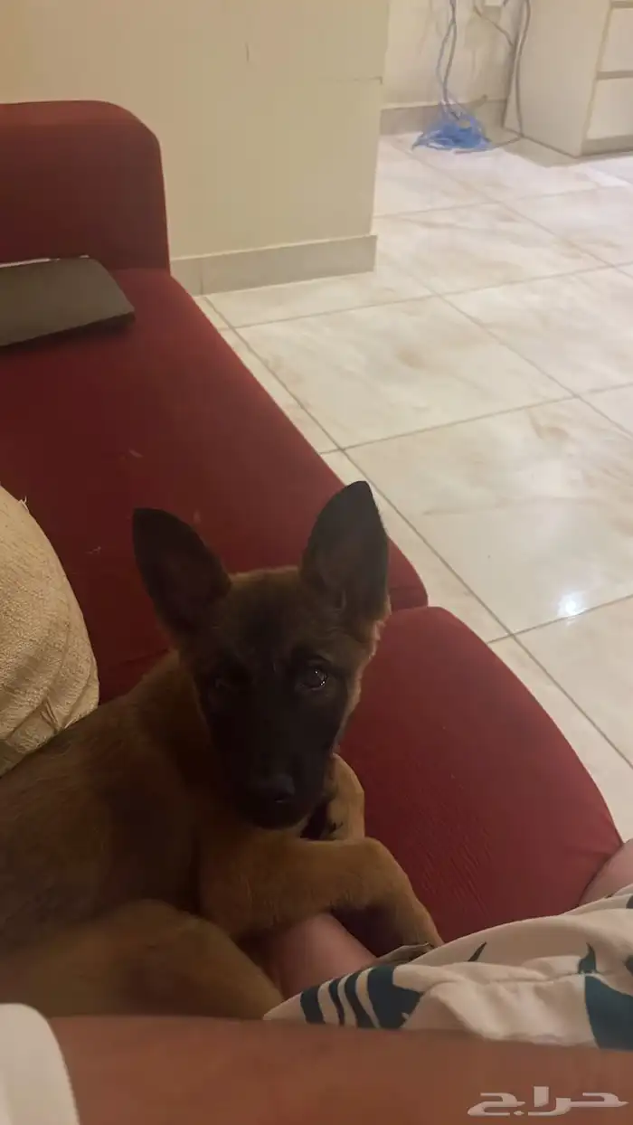 كلبة ماليونو للبيع تم تنزيل الحد 2