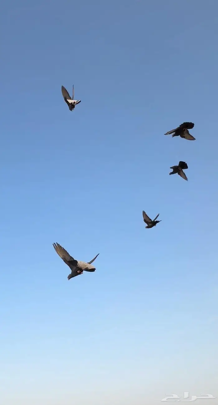 حمام لوت مفقود 0