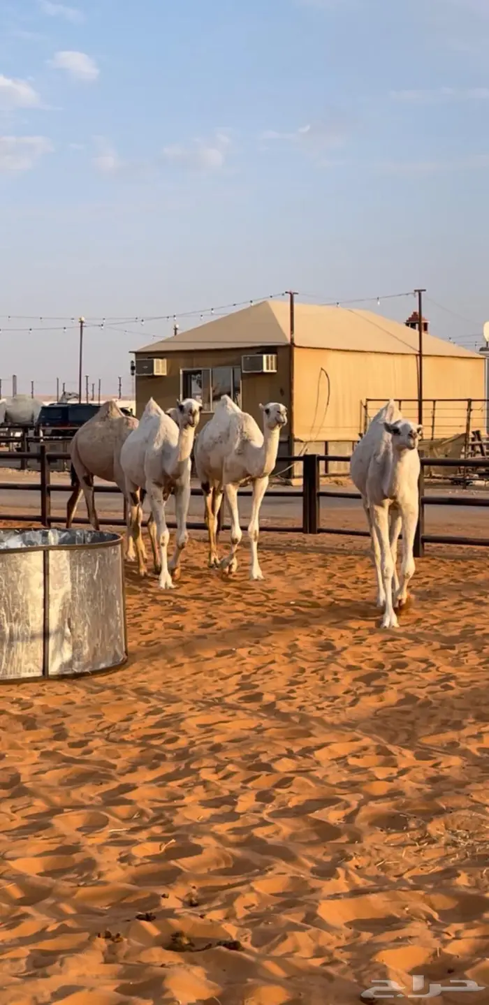 3 لقايا وحقه سلاله الهدب 0