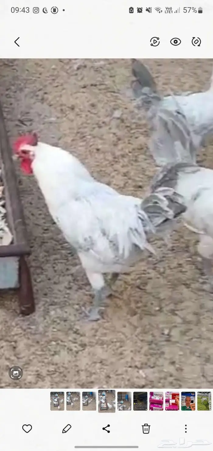 دياكه و دجاج فيومي 0