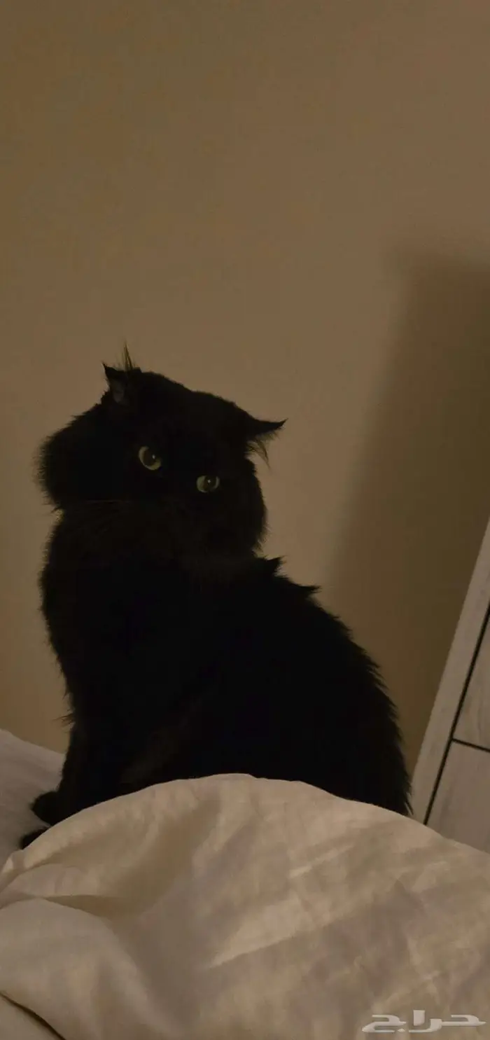 اعلان ضياع قط اسود شيرازي 0