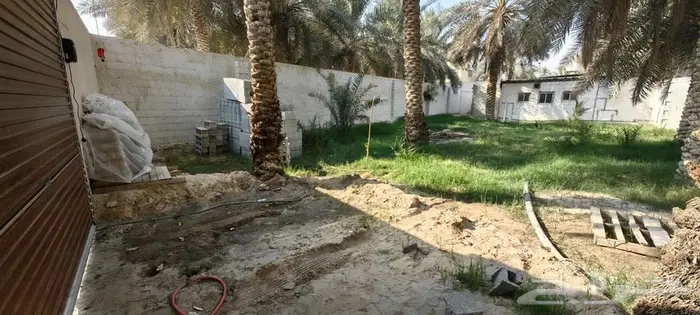 نخل للإيجار وسط قرية البطالية 2