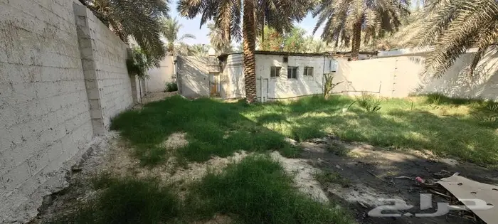 نخل للإيجار وسط قرية البطالية 3