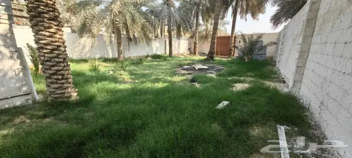 نخل للإيجار وسط قرية البطالية 1