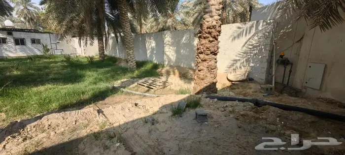 نخل للإيجار وسط قرية البطالية 4