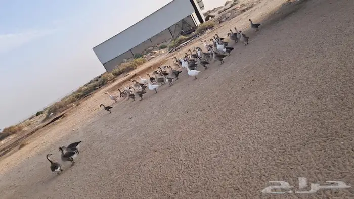 وز عراقي منتج و فاخر العدد58 0