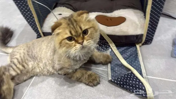 بس ذكر للبيع 1