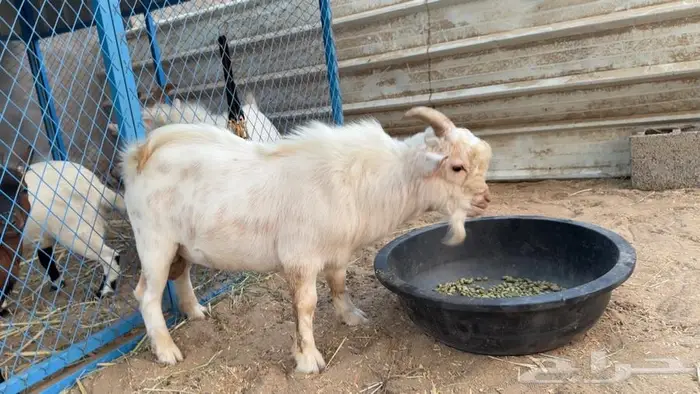 تيس اتشيكي 3