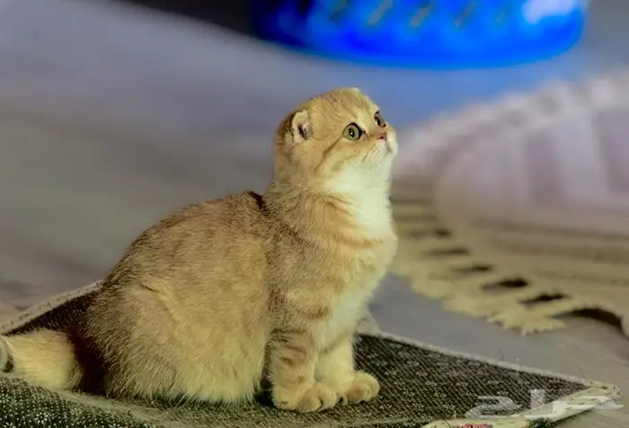 سكوتش فولد 3