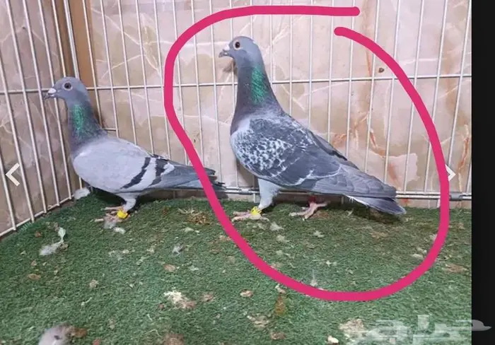 أجواز زواجل سباق وذكور فرايد 2