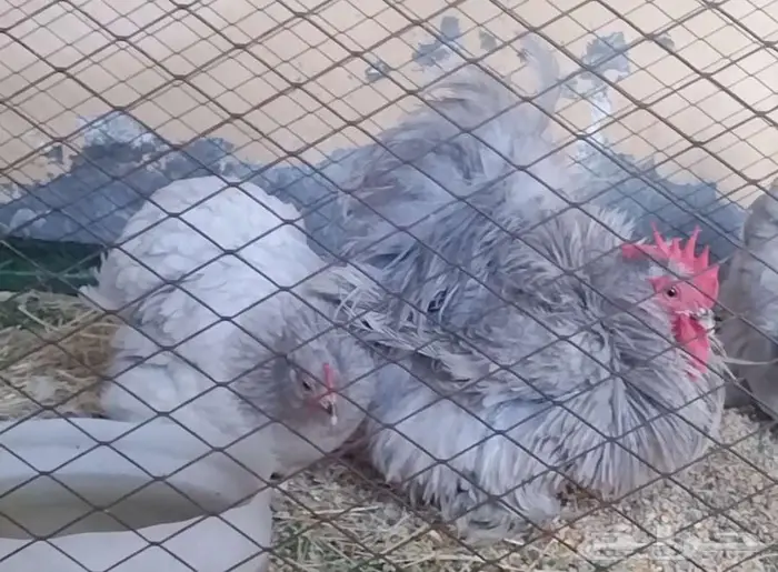 طقم كوشن ديك ودجاجتين لافندر للبيع بالأحساء 1