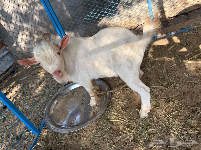 تيس اتشيكي 2