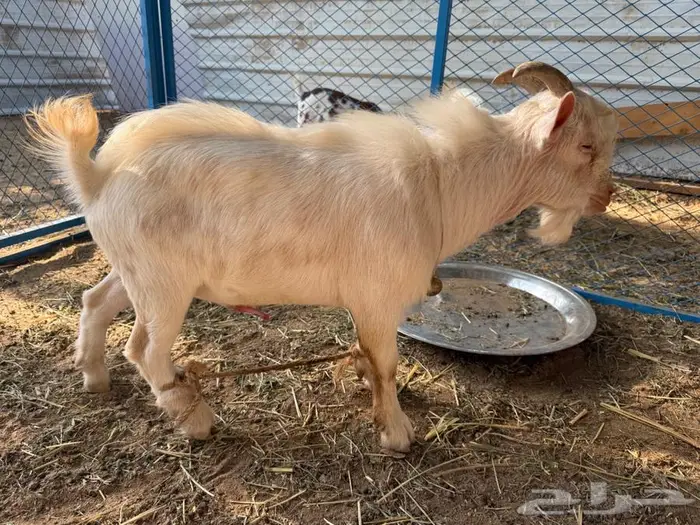 تيس اتشيكي 1