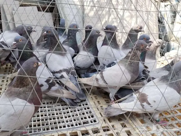 حمام فرنسي سلفر سوبر جامبو 3