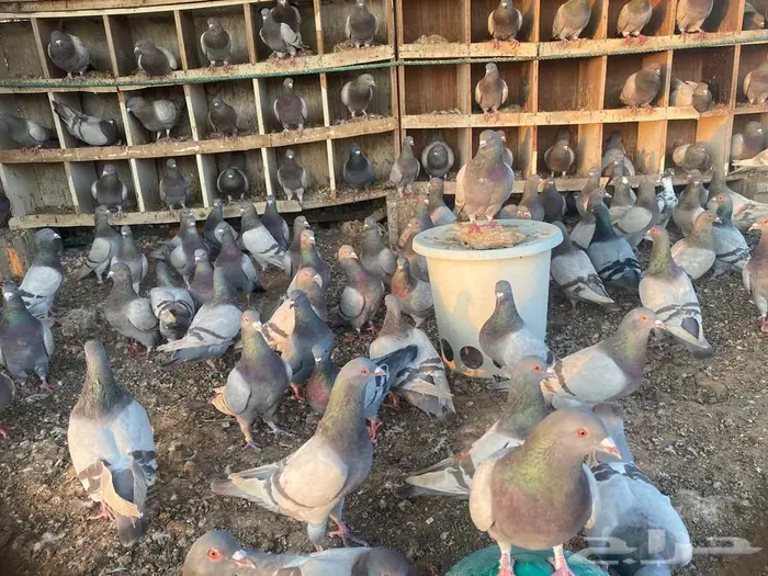 سلفر لاحم أحجام طيبة مفروز 2