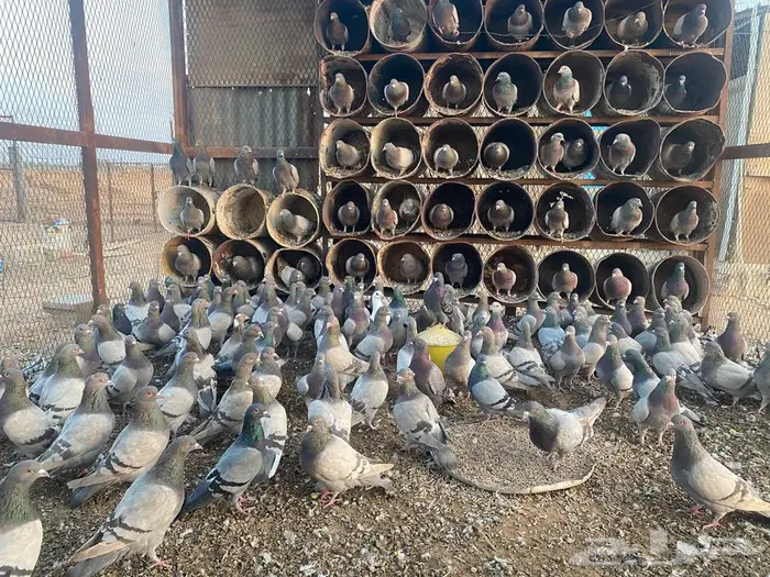 سلفر لاحم أحجام طيبة مفروز 4