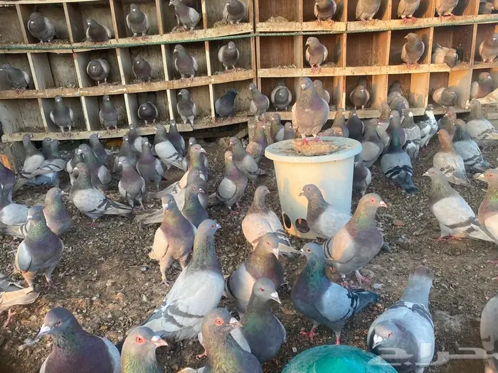 سلفر لاحم أحجام طيبة مفروز 1