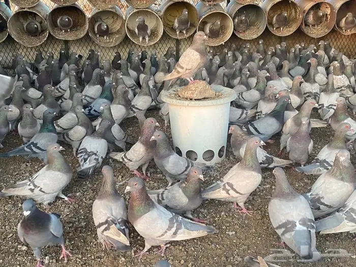 سلفر لاحم أحجام طيبة مفروز 0