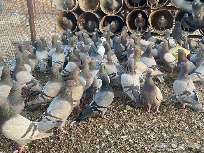 سلفر لاحم أحجام طيبة مفروز 3