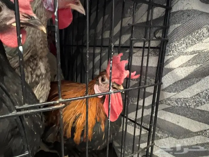 للبيع بالجمله 1