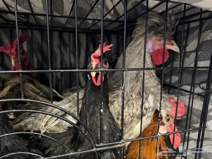 للبيع بالجمله 3