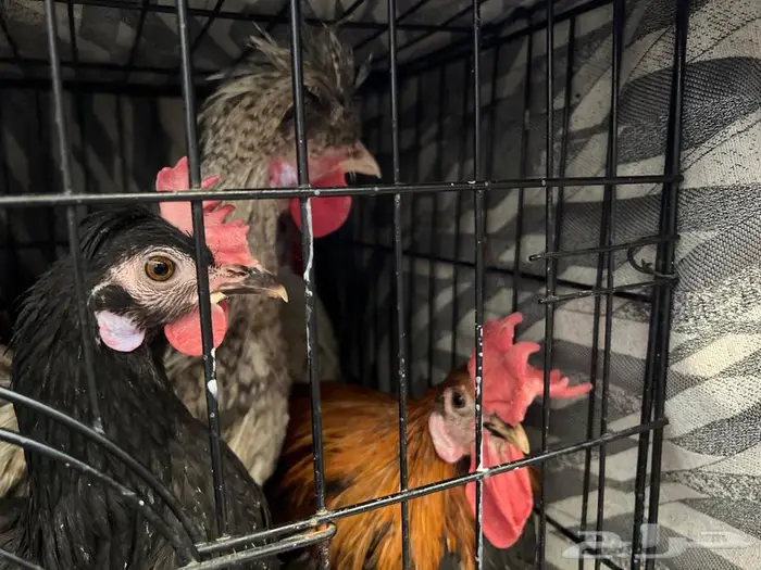 للبيع بالجمله 4