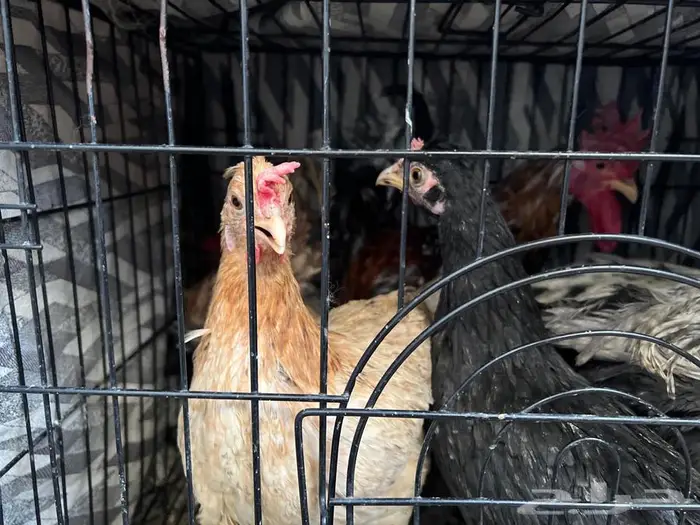 للبيع بالجمله 2