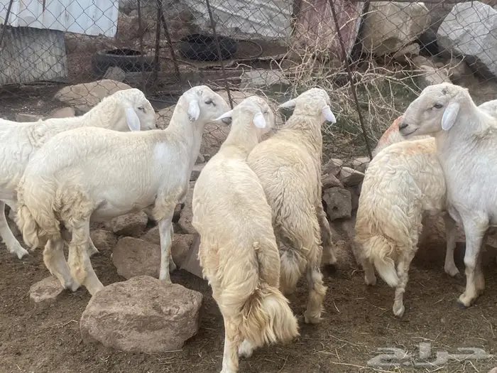 خرفان للبيع بارق 0