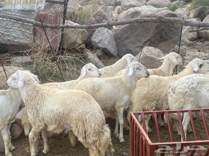 خرفان للبيع بارق 1