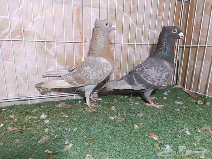 جوز زاجل لون مميز 2