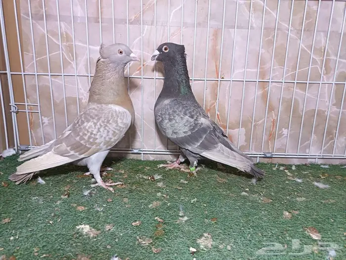 جوز زاجل لون مميز 0