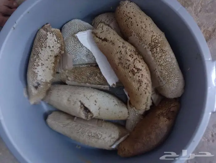 عسل بري حر الكيلوب100 المجموع41 كيلو طازج اليوم. 3