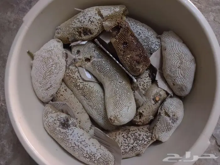 عسل بري حر الكيلوب100 المجموع41 كيلو طازج اليوم. 2