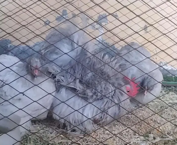 طقم كوشن ديك ودجاجتين لافندر للبيع بالأحساء 0