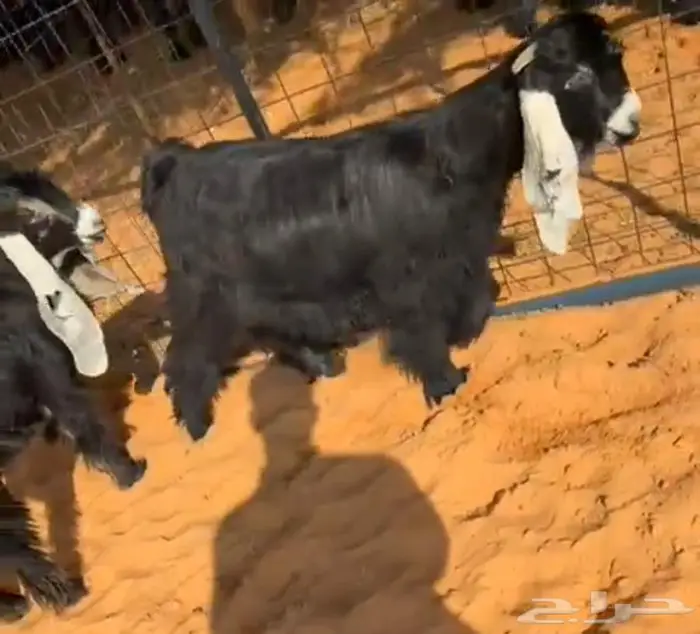 جذعتين وتيس كفو صنف معرفه تعاريف قويه 1