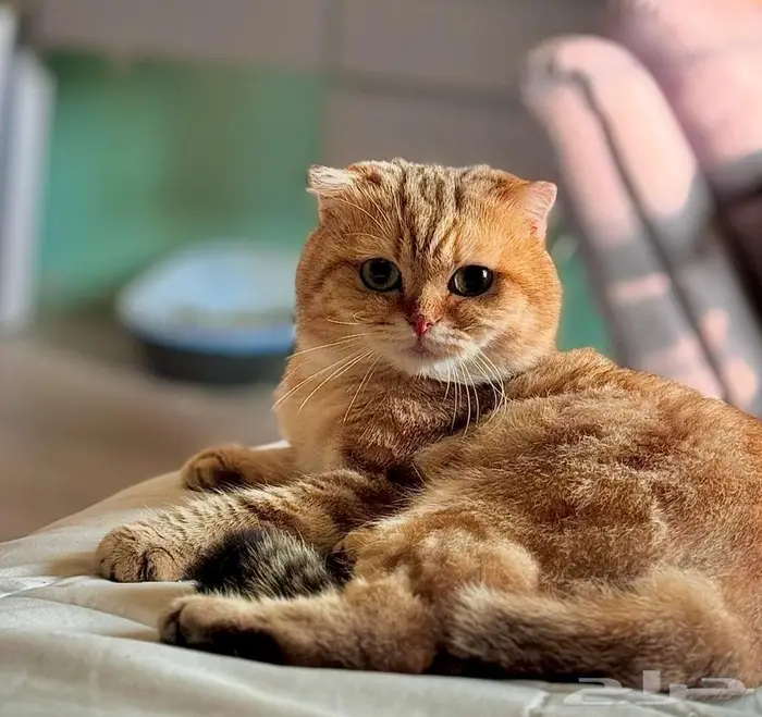 سكوتش فولد 2