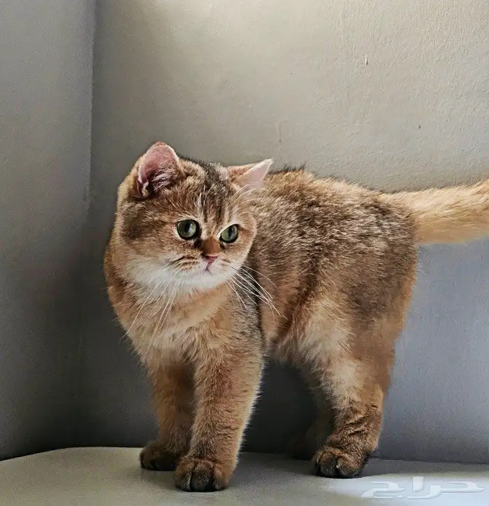 سكوتش منتج بيور مسجل للبيع 2