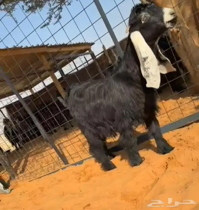 جذعتين وتيس كفو صنف معرفه تعاريف قويه 3