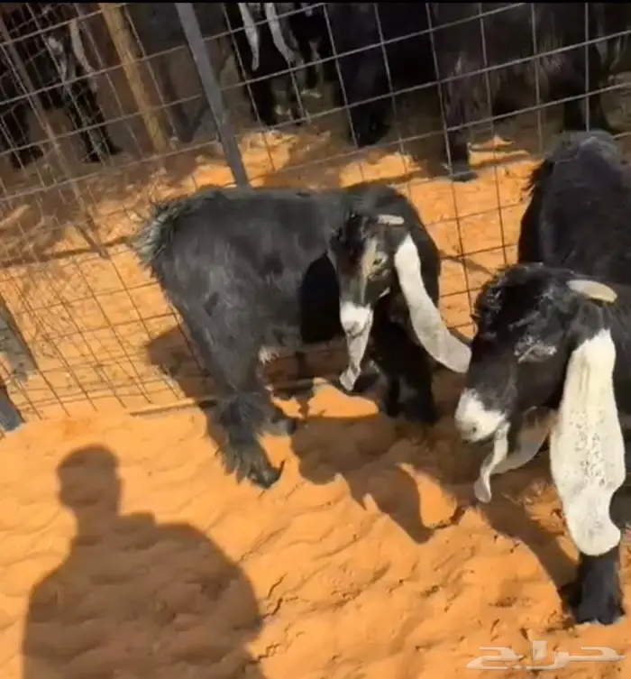 جذعتين وتيس كفو صنف معرفه تعاريف قويه 2