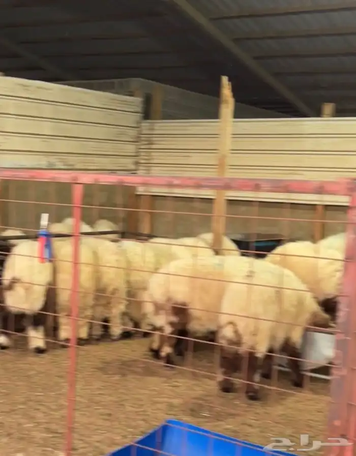 ذبائح الاحساء 1