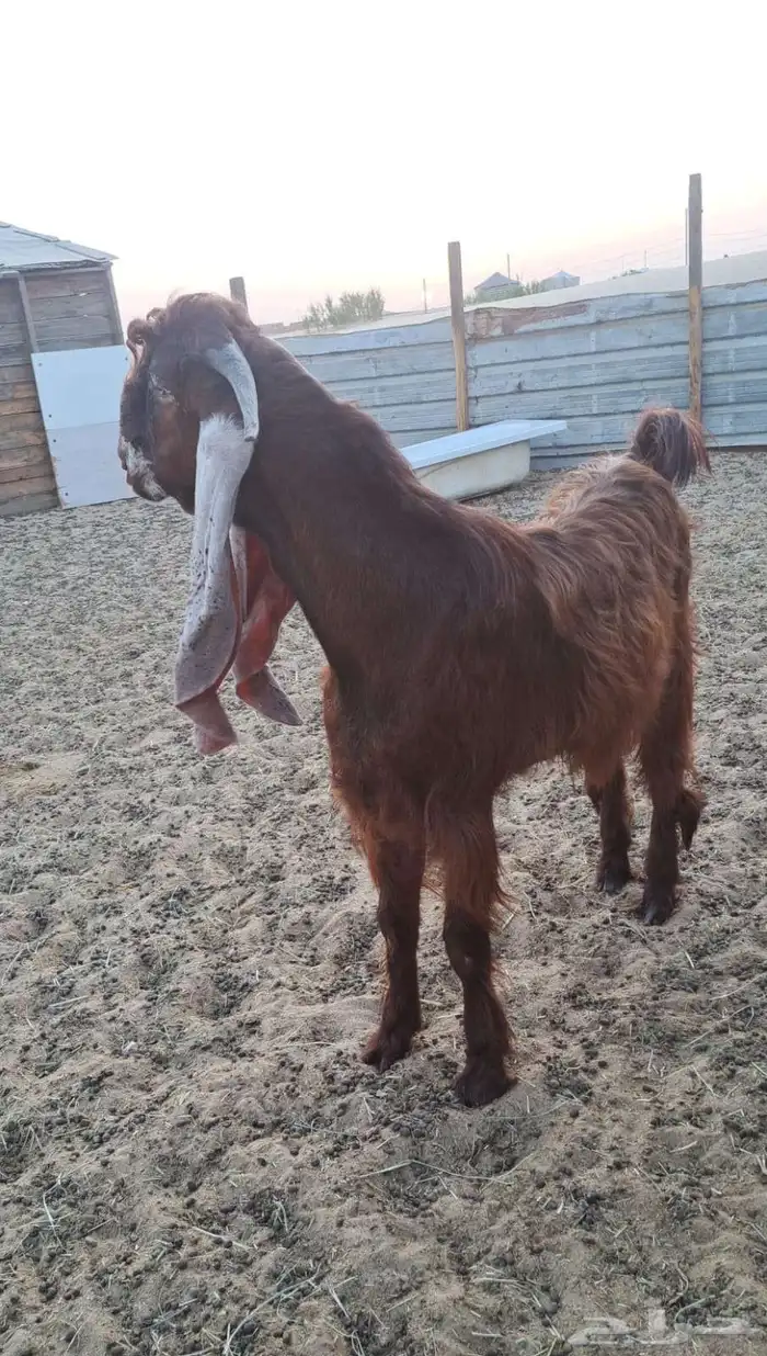 فحل جذع مشروك 0