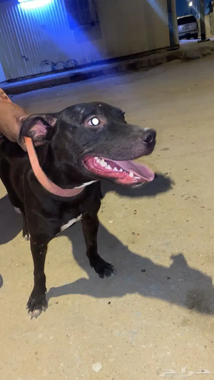 كلب بيتبول للبيع الدم نار 1