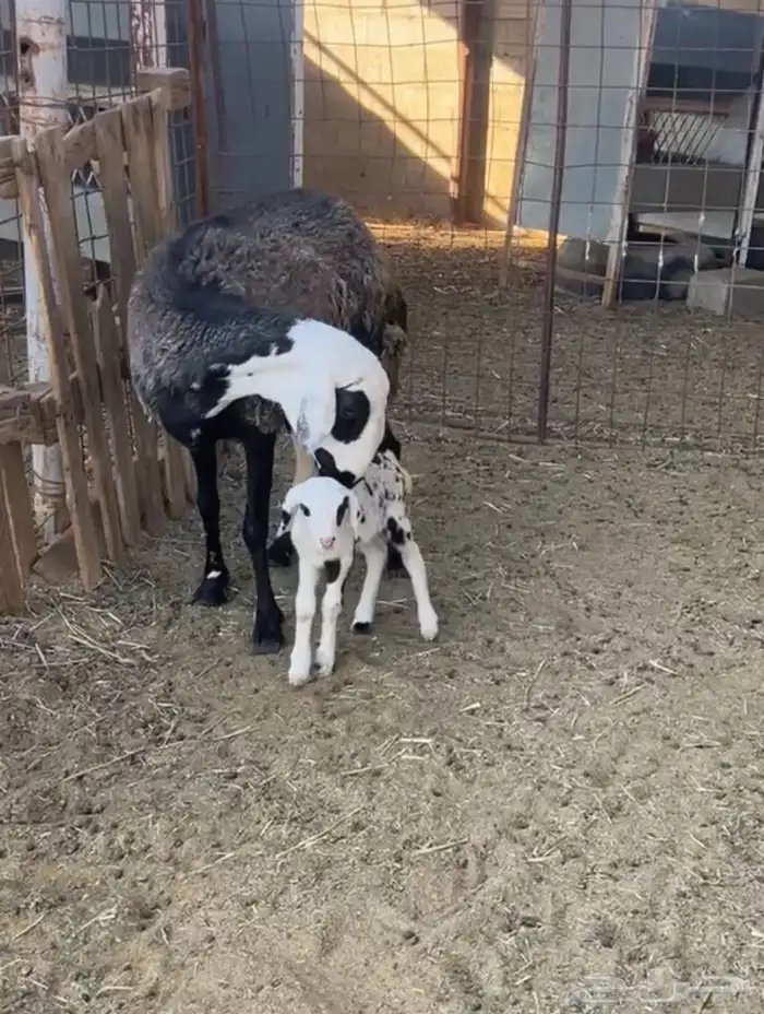 هجين ولد ودفيع مع الفحل 5