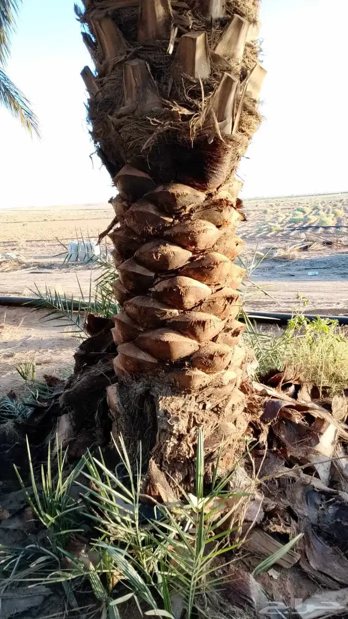 بيع وشراء النخيل 5