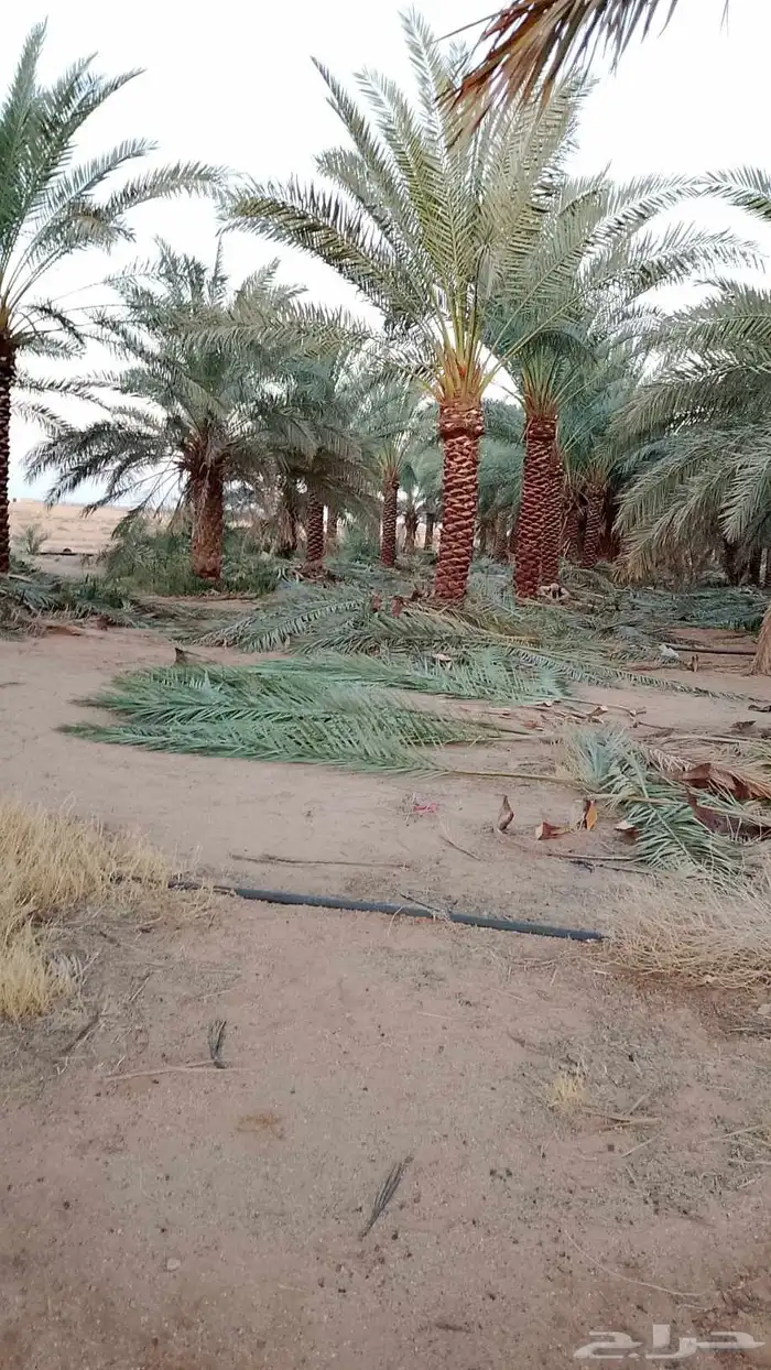 بيع وشراء النخيل 4